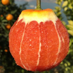 秭歸血橙 新鮮手剝，當季“中華紅肉臍橙”批發指南